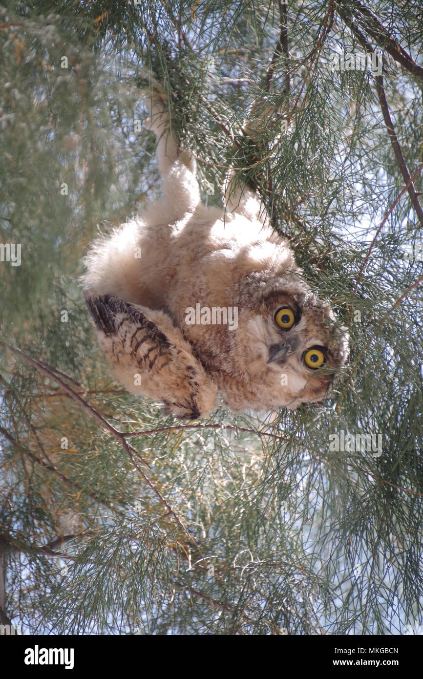 One Bat Owl Stock Photo - Alamy