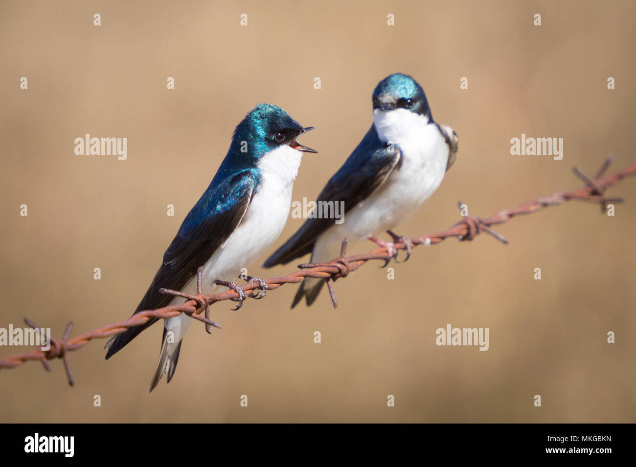 A male and female tree swallow (Tachycineta bicolor) on a barbed wire fence at Francis Viewpoint near Beaverhill Lake, Alberta, Canada. Stock Photo