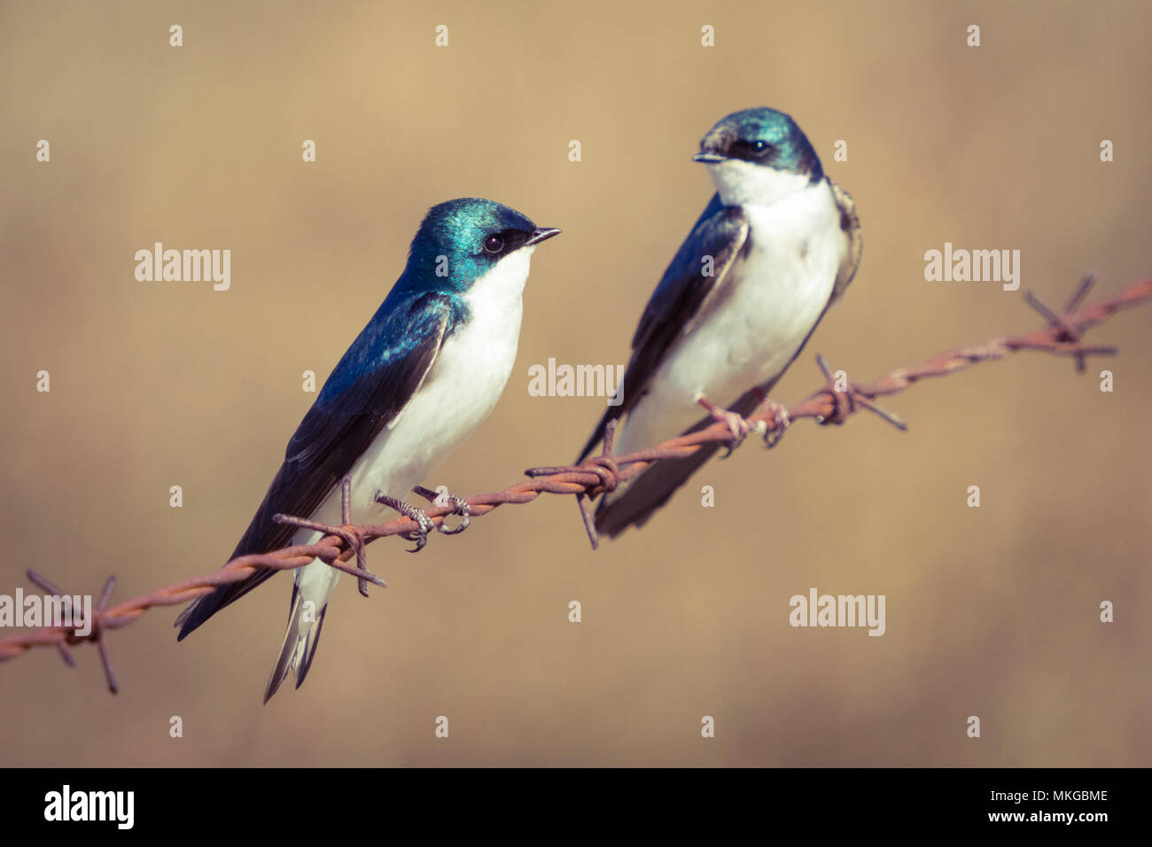 A male and female tree swallow (Tachycineta bicolor) on a barbed wire fence at Francis Viewpoint near Beaverhill Lake, Alberta, Canada. Stock Photo