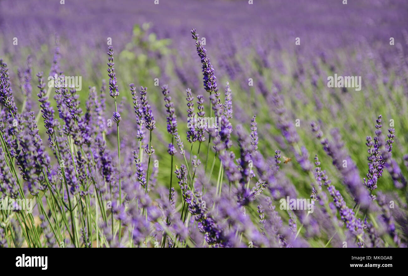 Lavender fields in Provence, France Stock Photo - Alamy