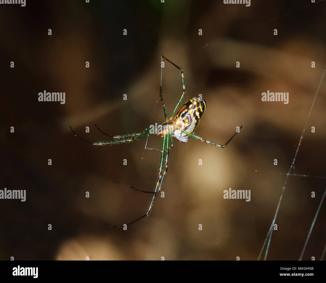 Silver Orb Weaving Spider (Leucauge granulata) on its web, Queensland, QLD, Australia Stock Photo