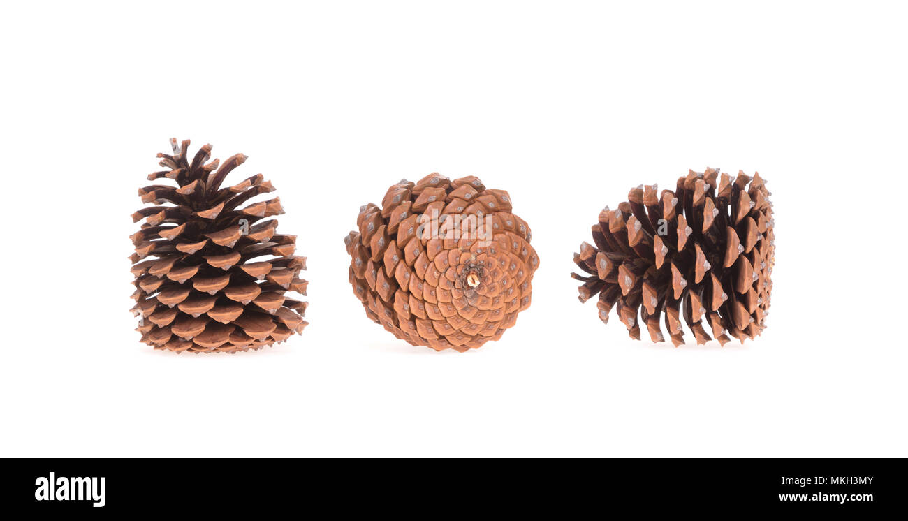 Three pine cones isolated on a white background Stock Photo - Alamy