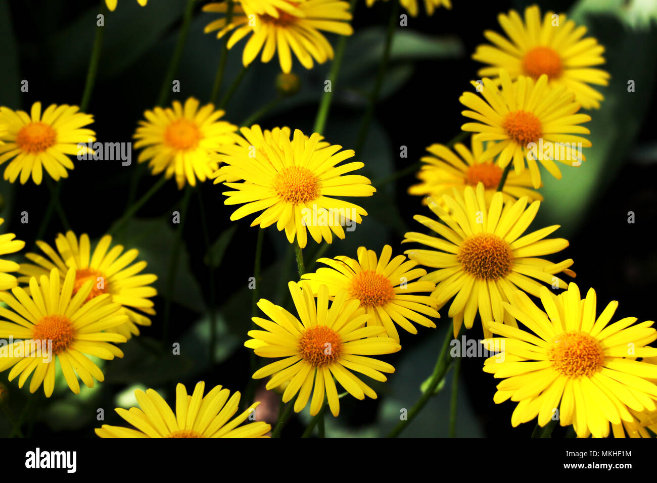 large flower bed of beautiful yellow daisies with large petals Stock Photo