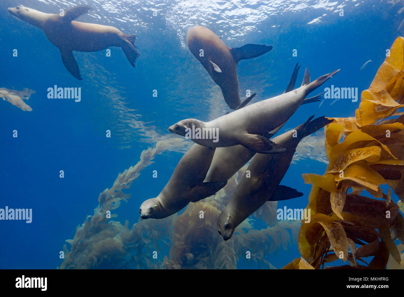 California Sea Lions Zalophus Californianus Playing In A Kelp Forest Off Santa Barbara Island California Usa Stock Photo Alamy