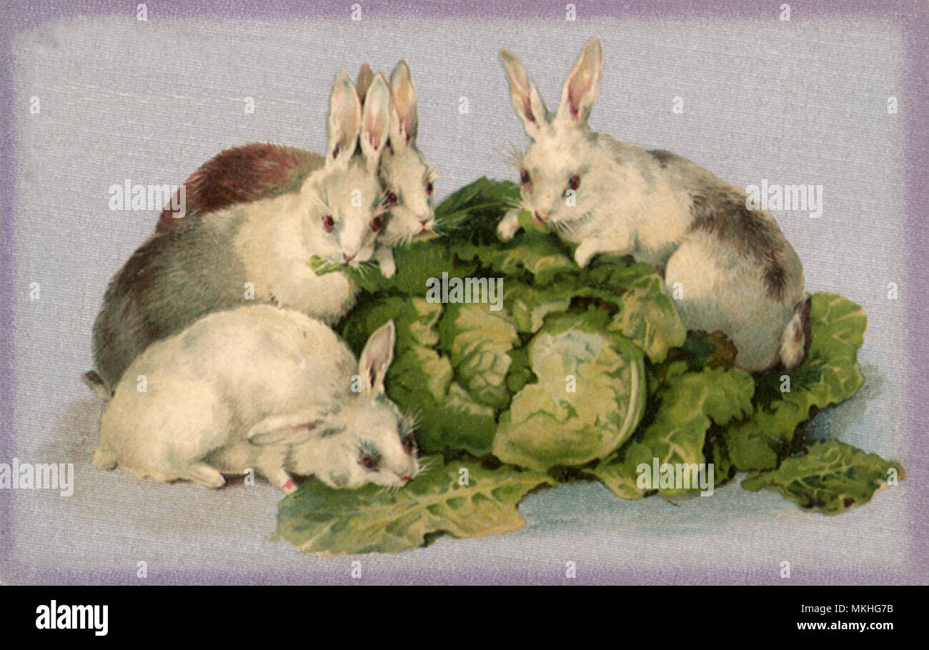 Rabbits Eating Cabbage Stock Photo Alamy