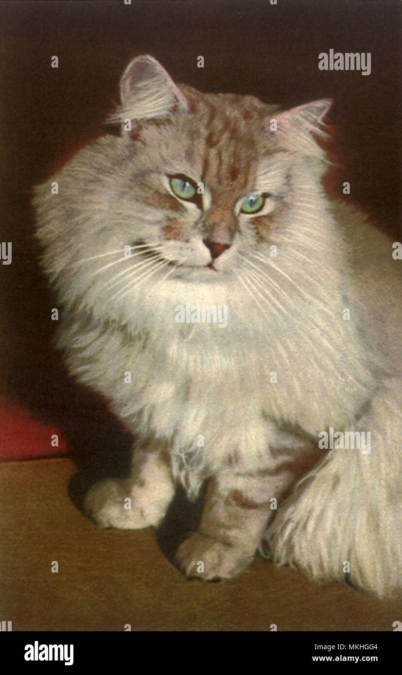 Fluffy Tabby Cat Stock Photo