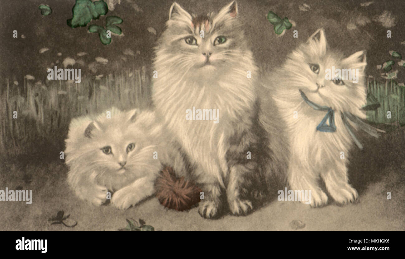 Three Grey and White Cats in Pale Grass Stock Photo