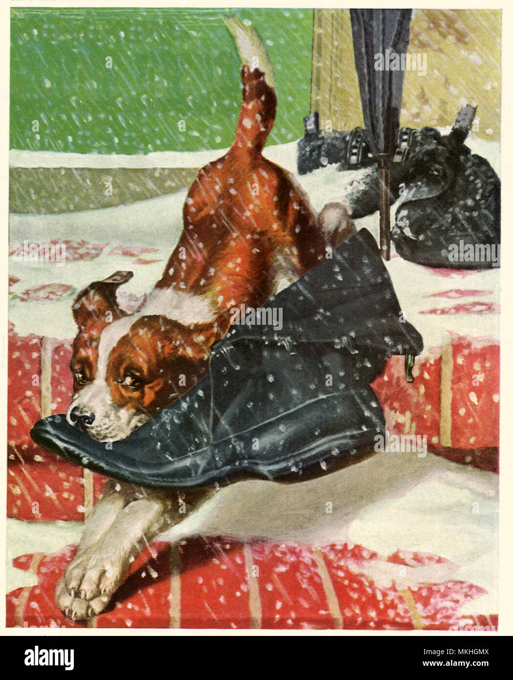 Puppy Steals Boot Stock Photo Alamy