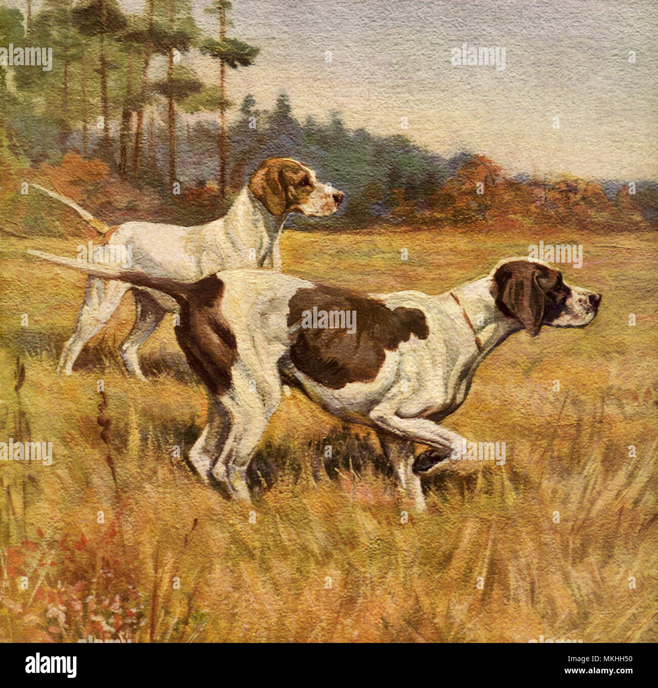 Vintage illustration of hunting dogs hi-res stock photography and ...