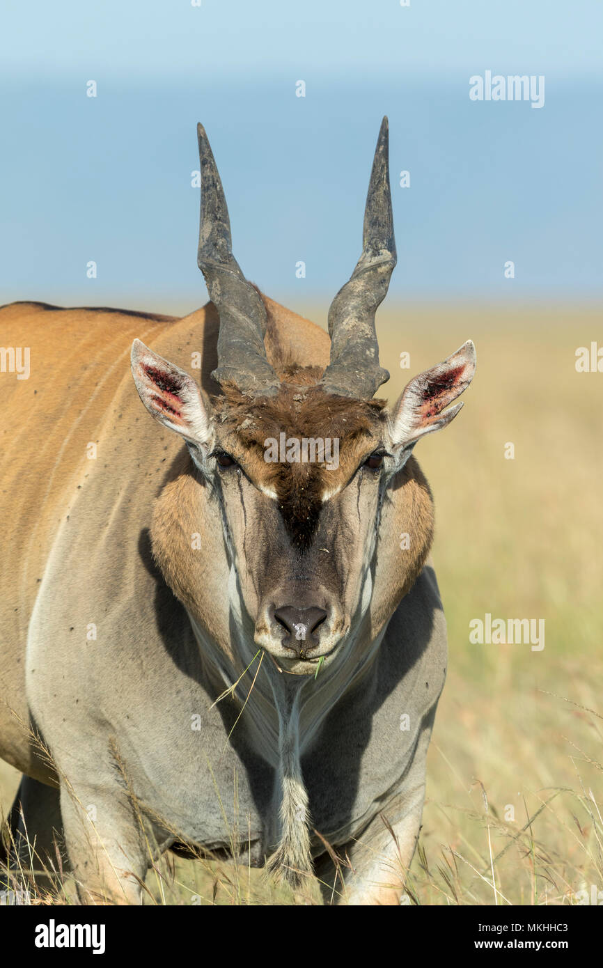 Eland (Taurotragus oryx), male, Masai Mara Reserve, Kenya Stock Photo ...