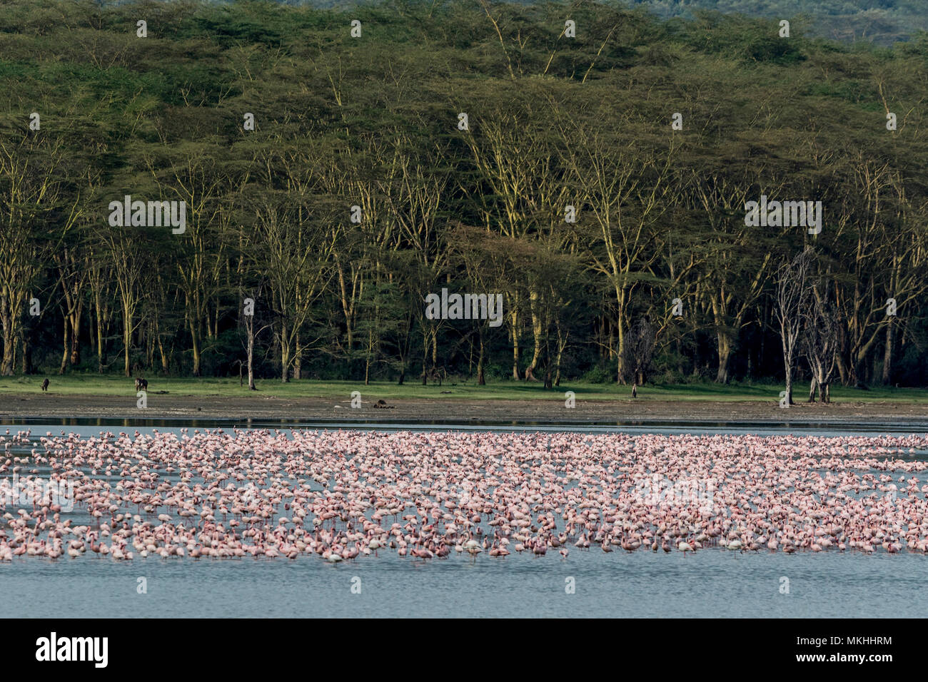 Leguminosae Stock Photos Leguminosae Stock Images Alamy