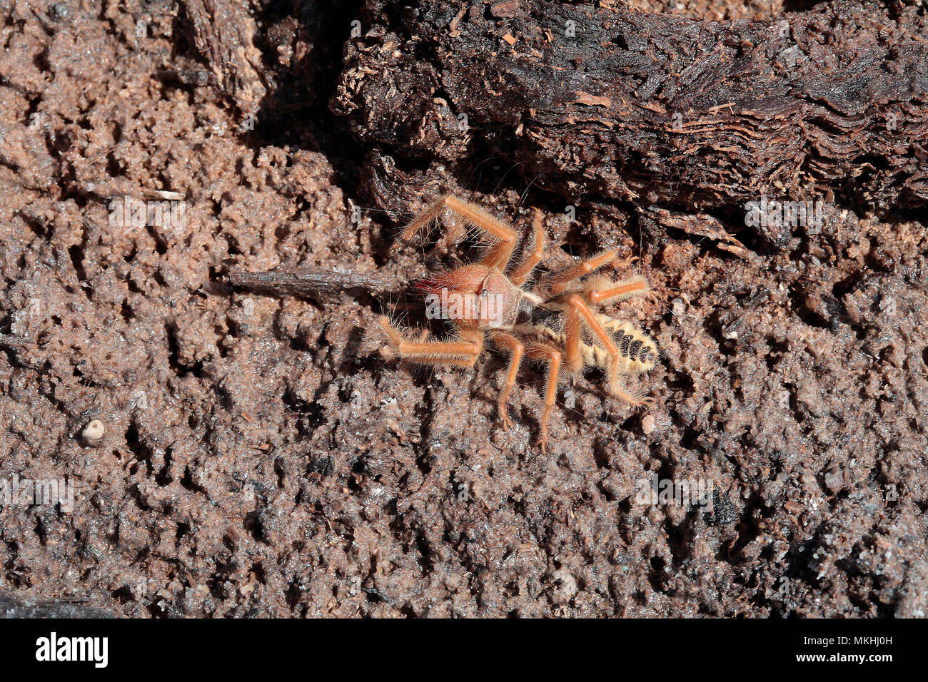 Galeodes sp hires stock photography and images Alamy