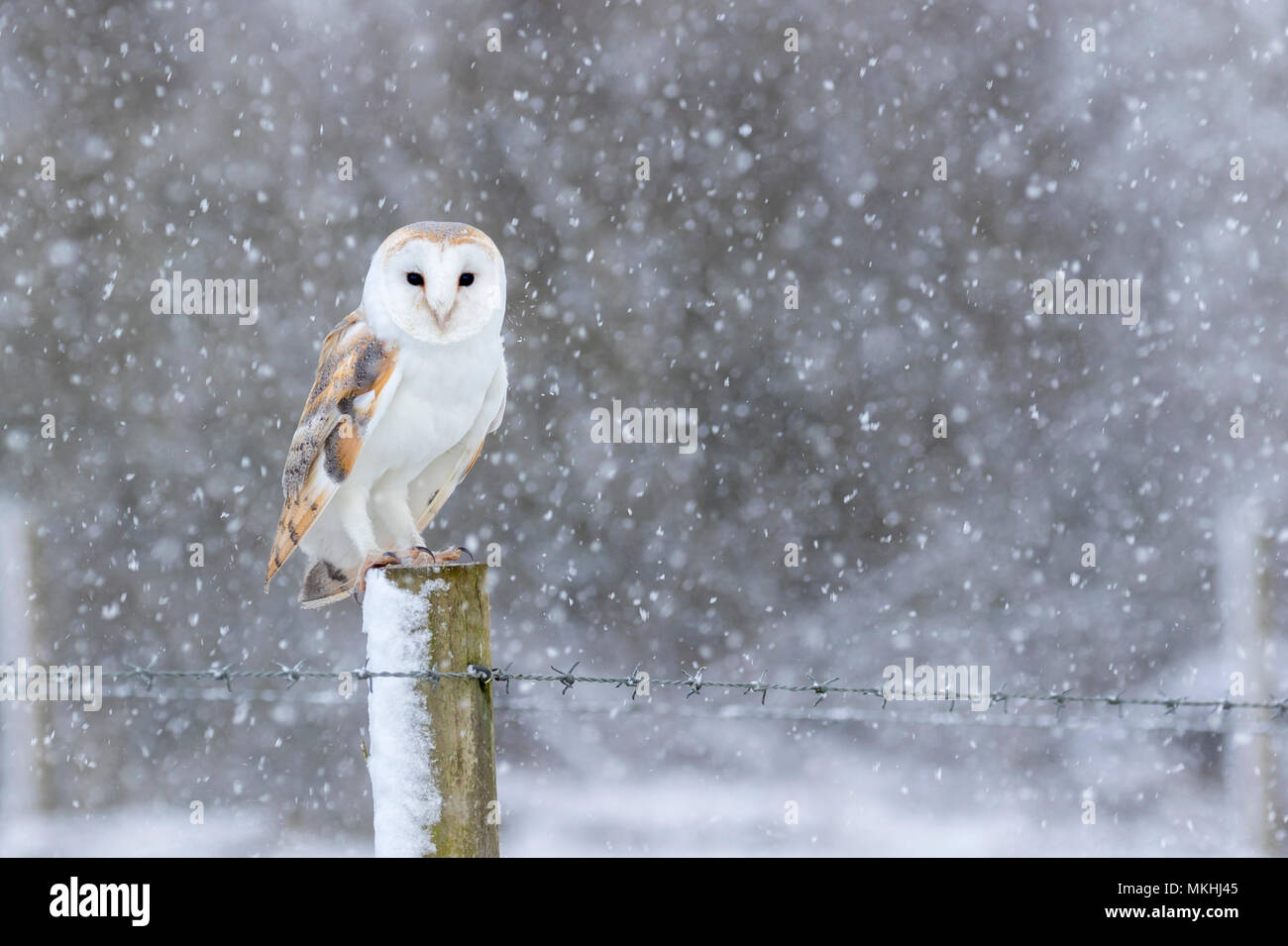 Barn owl (Tyto alba) perched on a post in falling snow, England Stock Photo