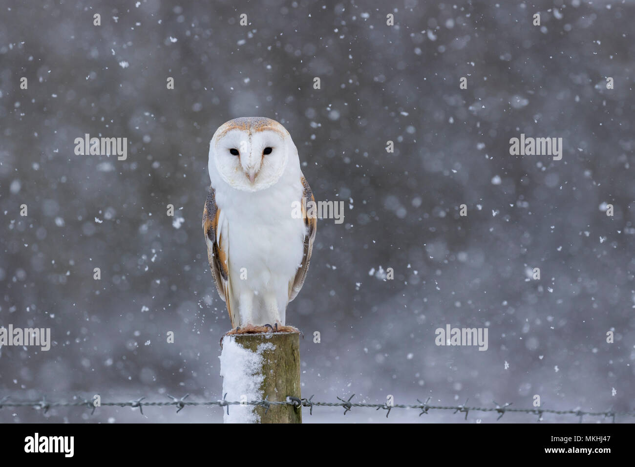Barn owl (Tyto alba) perched on a post while snowing, England Stock Photo