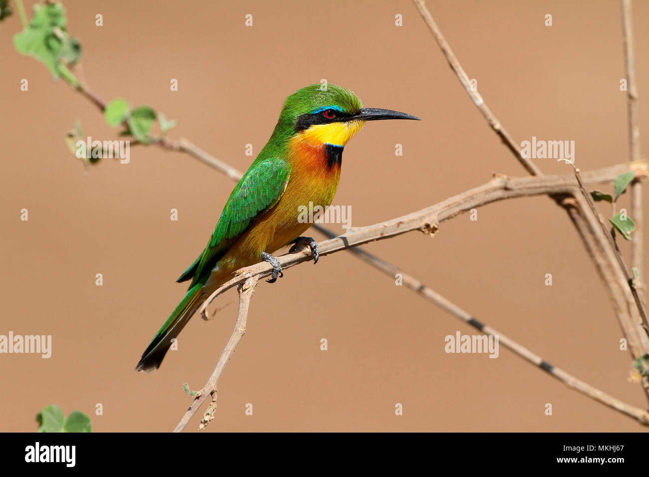 Little Bee-eater (Merops pusillus) adult male perched on a low branch on the lookout for insects, Northern Tanzania Stock Photo