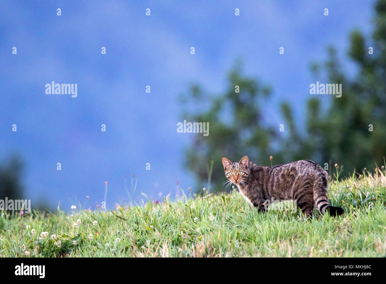 Asturias Fauna High Resolution Stock Photography And Images Alamy asturias-fauna-high-resolution-stock-photography-and-images-alamy
