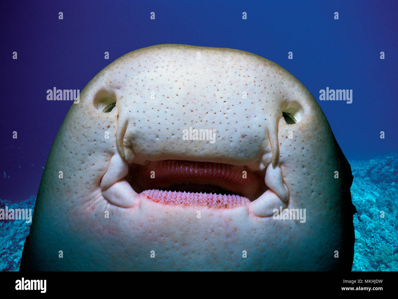 Underside of a Zebra Shark (Stegostoma fasciatum) showing mouth, teeth,  barbels, ampullae of Lorenzini (natural electrical detectors located in the  heads of sharks and rays which are sensitive to the electronic signals