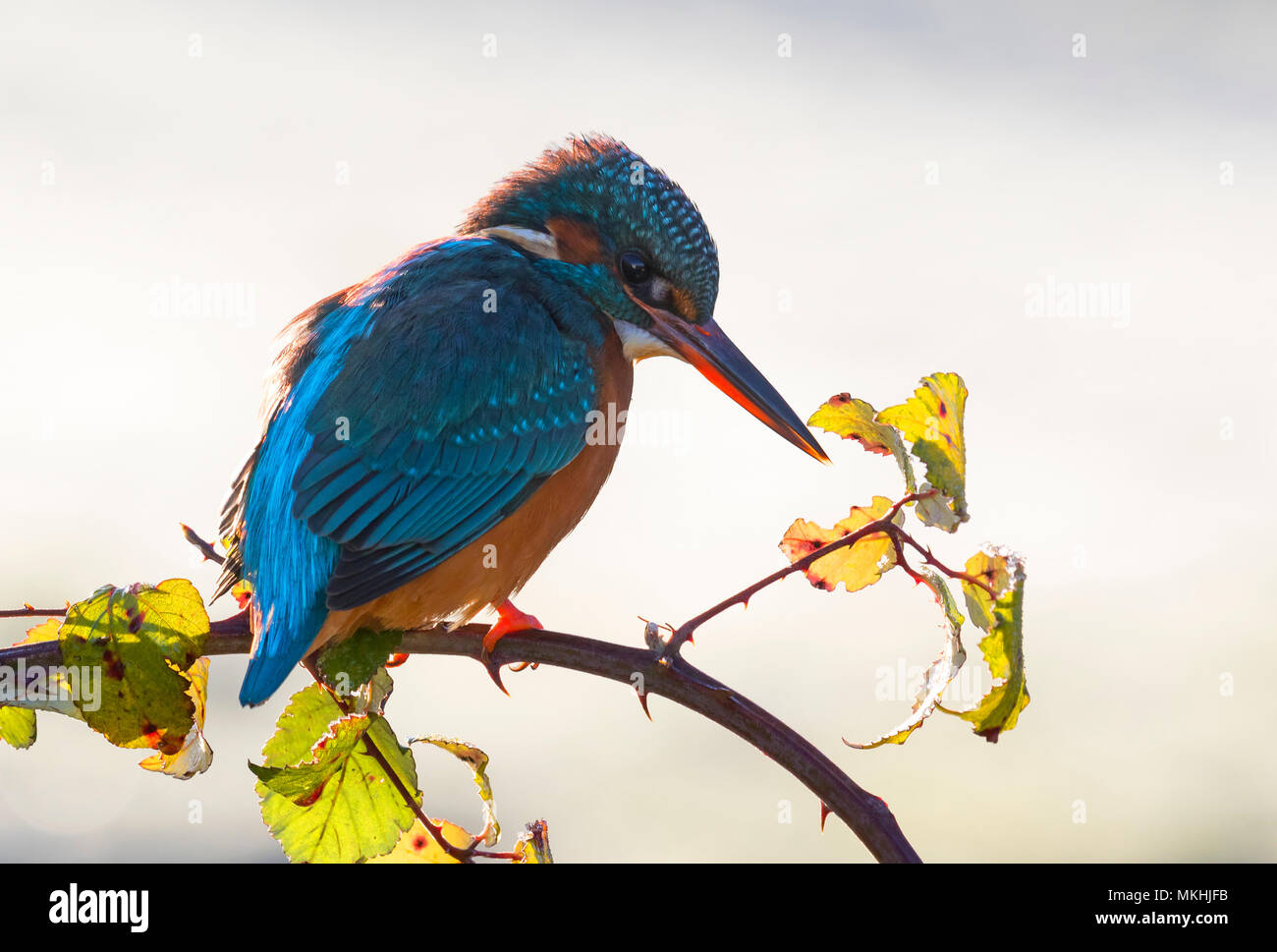 Kingfisher (Alcedo atthis) perched on a bramble, England, Stock Photo