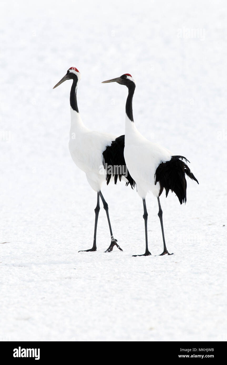 Japanese crane, Red-crowned crane (Grus japonensis) couple on snow ...