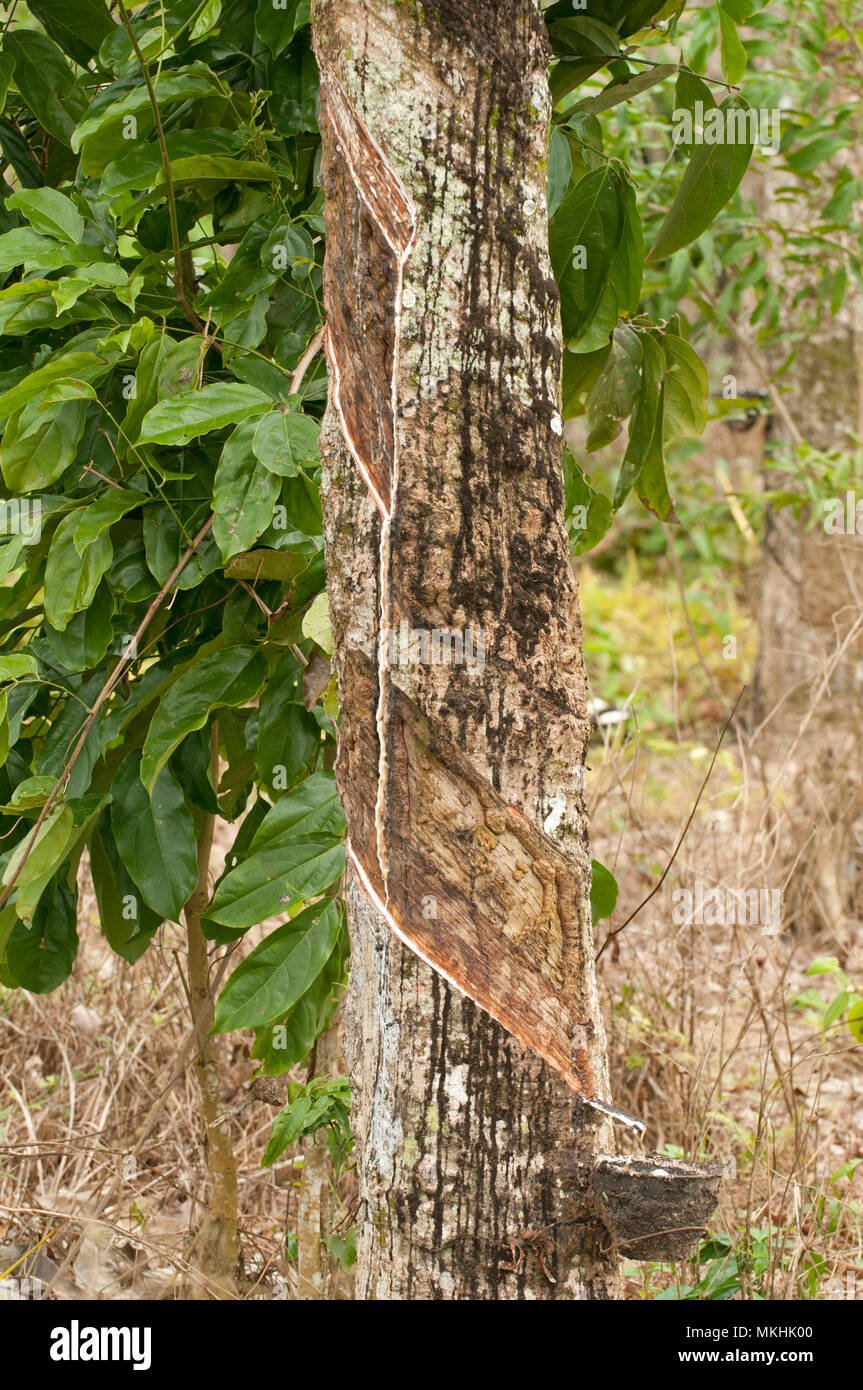 Harvest rubber (Hevea brasiliensis), Thailand Stock Photo Alamy