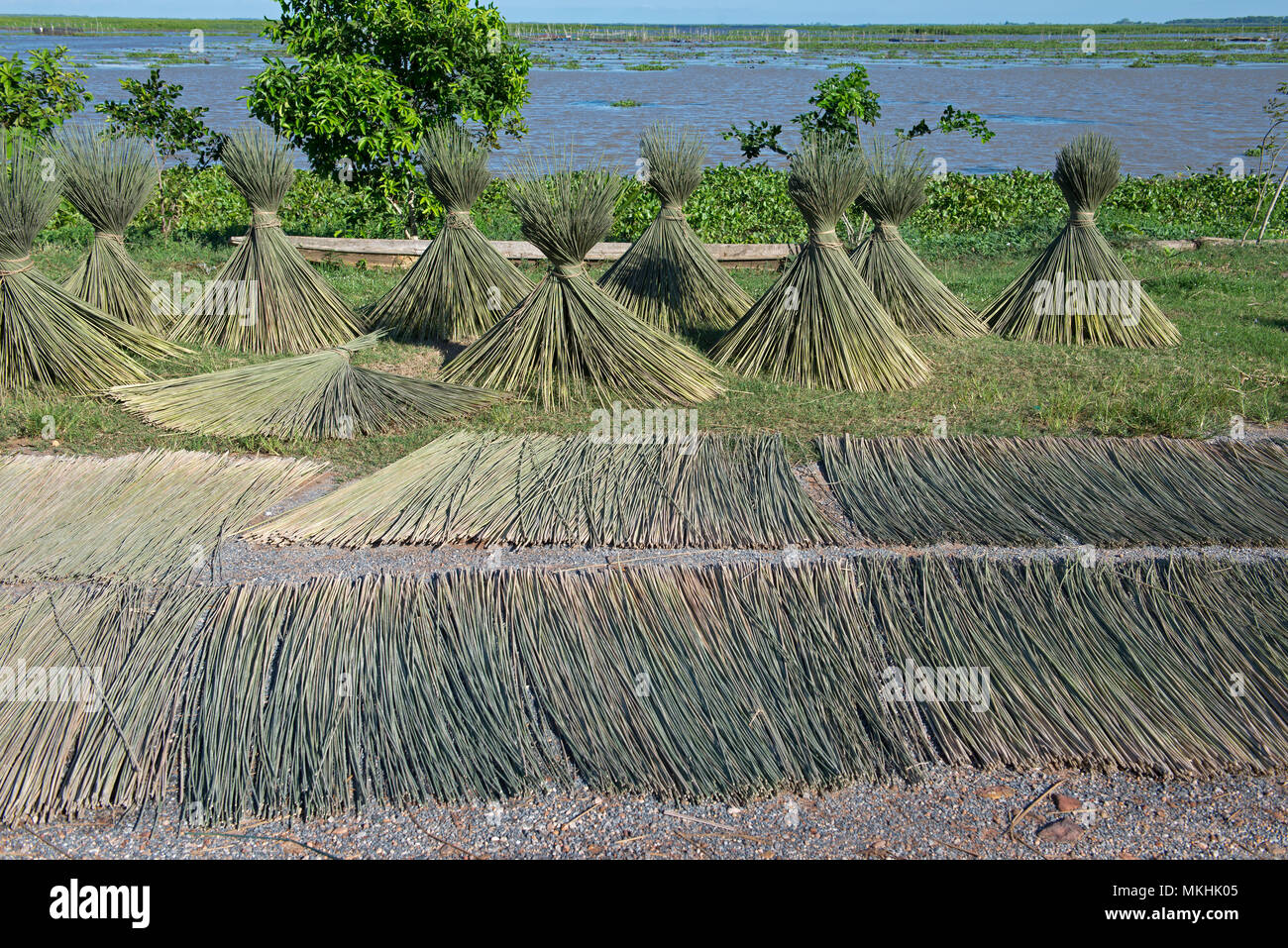 Drying of grey rushes or sedges (Lepirona articulata), Patthalung, Tale Noi, Thailand Stock Photo