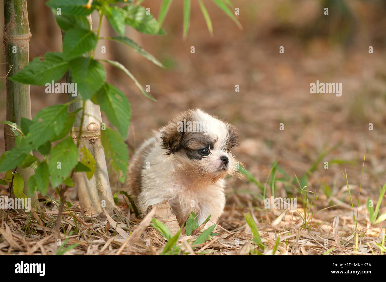 Shih Tzu, puppy (Canis familiaris) Stock Photo