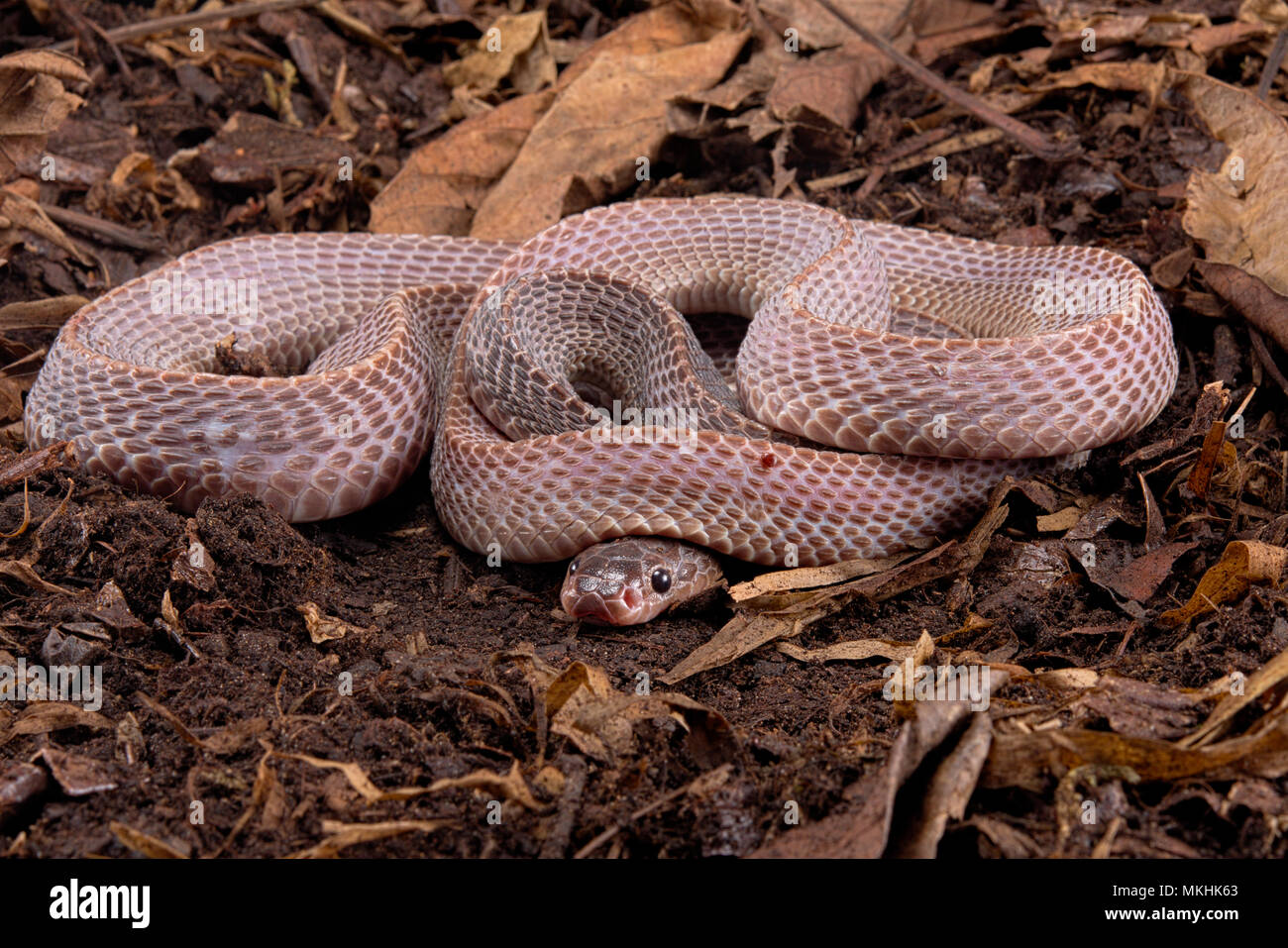 Ground snake hires stock photography and images Alamy