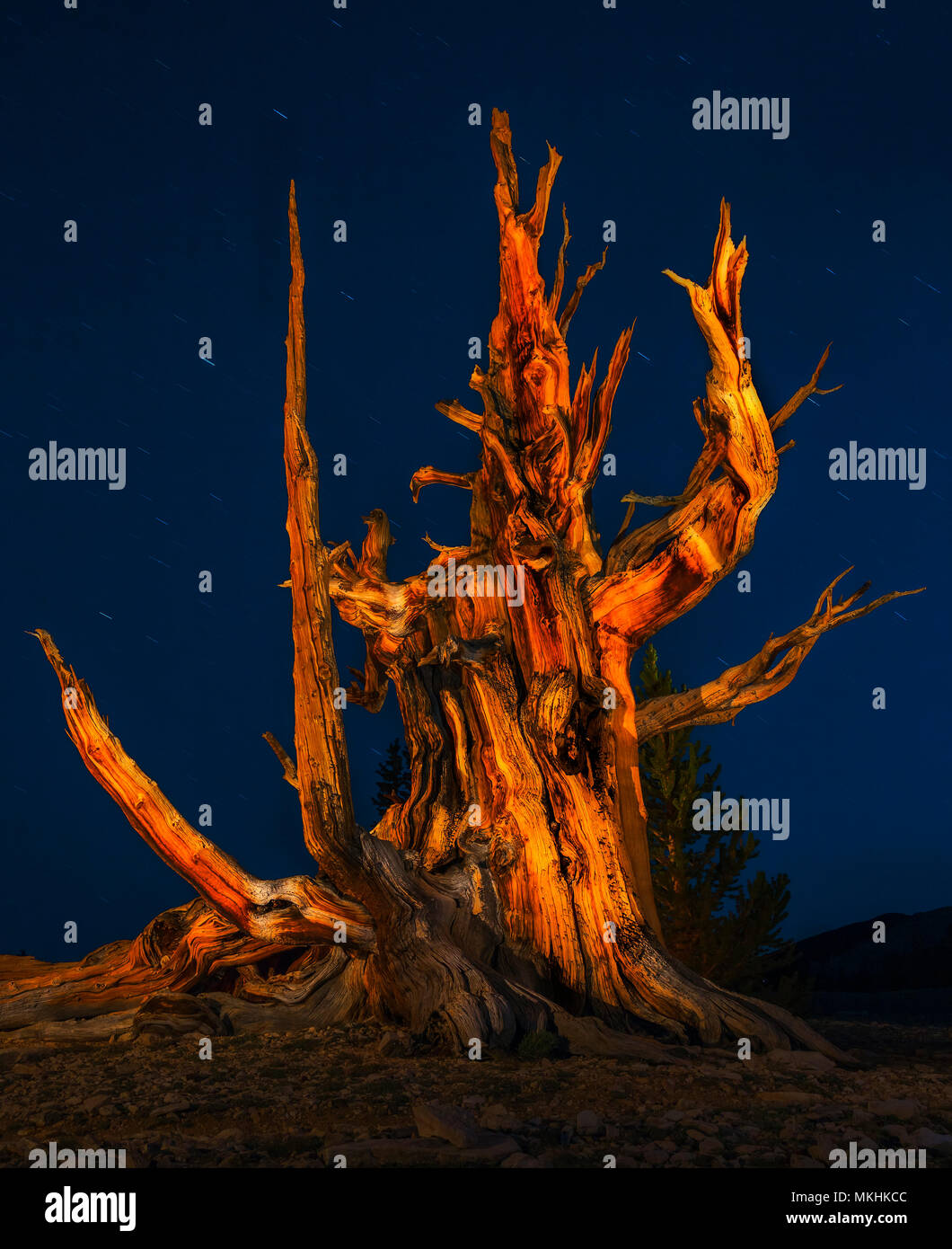 Ancient pine over 3500 years at night, Ancient tree california. USA Stock Photo