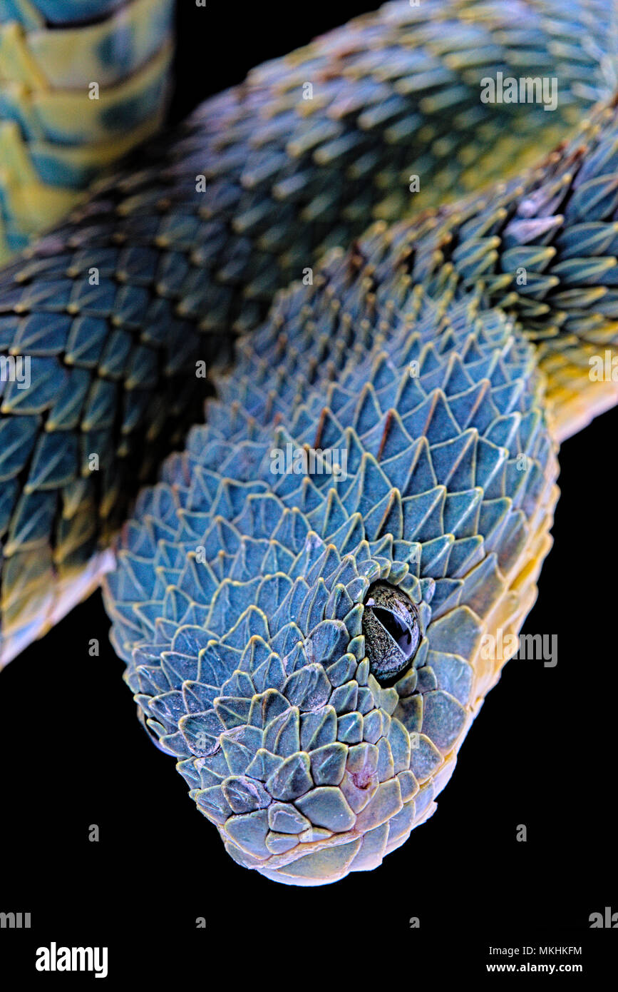 blue bush viper