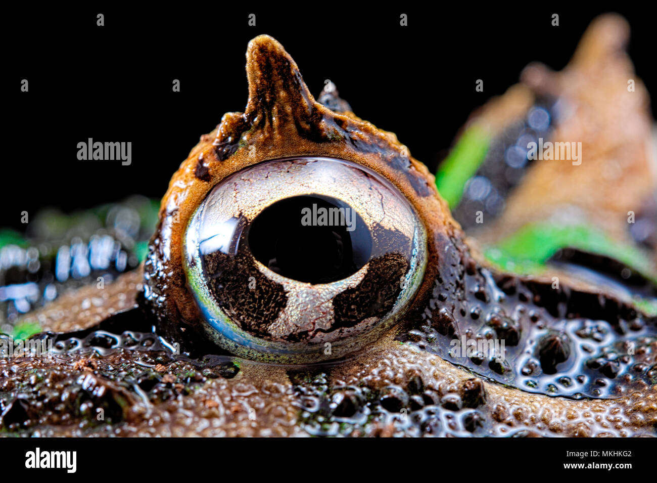 Chacoan horned frog or Pacman frog (Ceratophrys cranwelli) eye on black background Stock Photo
