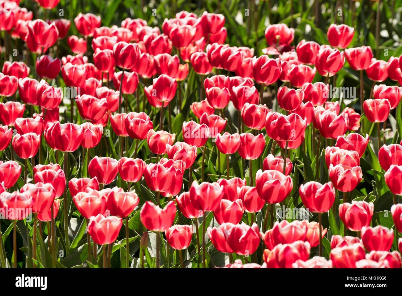 Tulip Flower Fields in Lisse & Amsterdam, The Netherlands Stock Photo