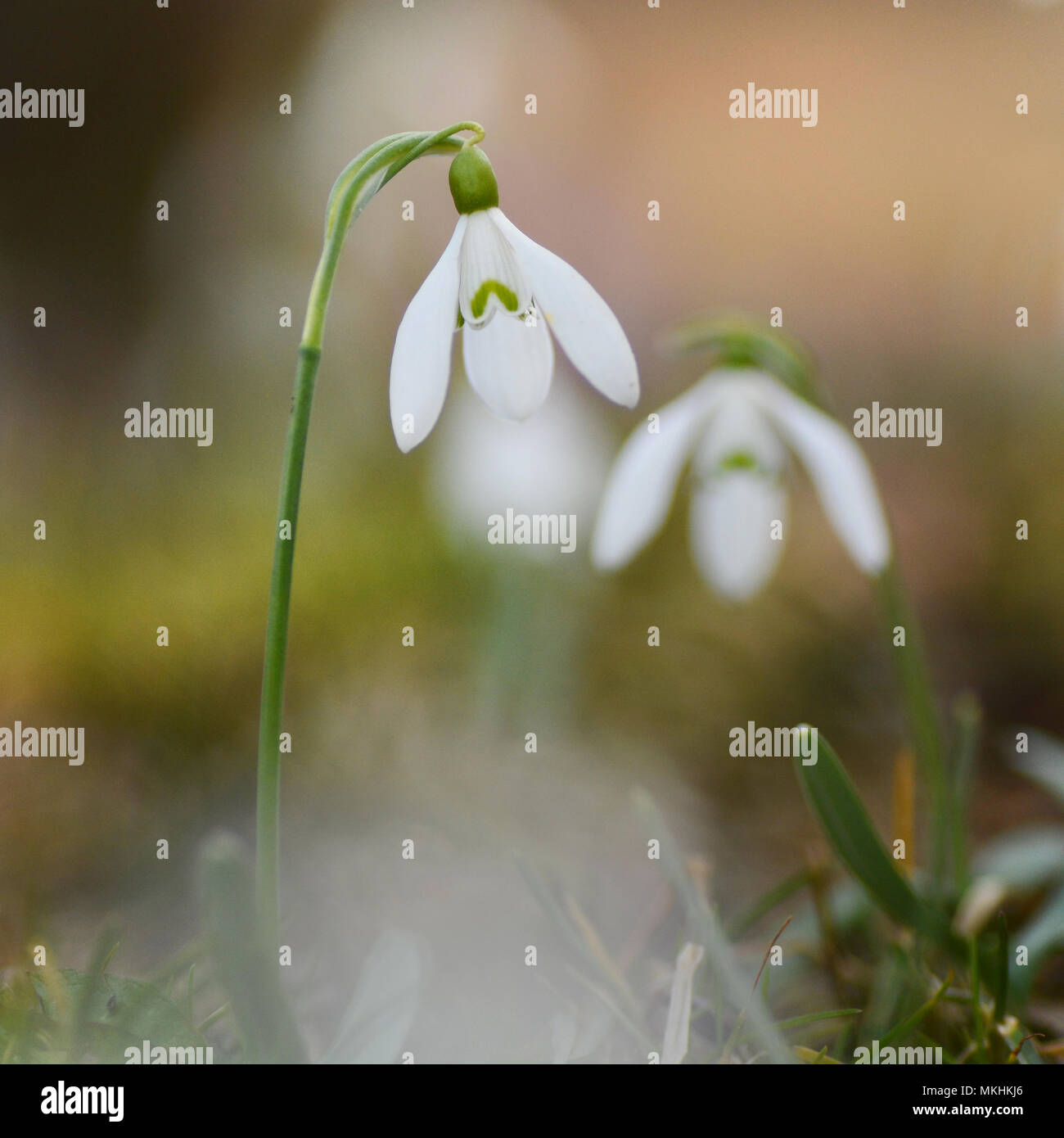 Macro shot of a snow drop flower. Wild flowers in springtime. Background. Minimal. Green. Spring. Stock Photo