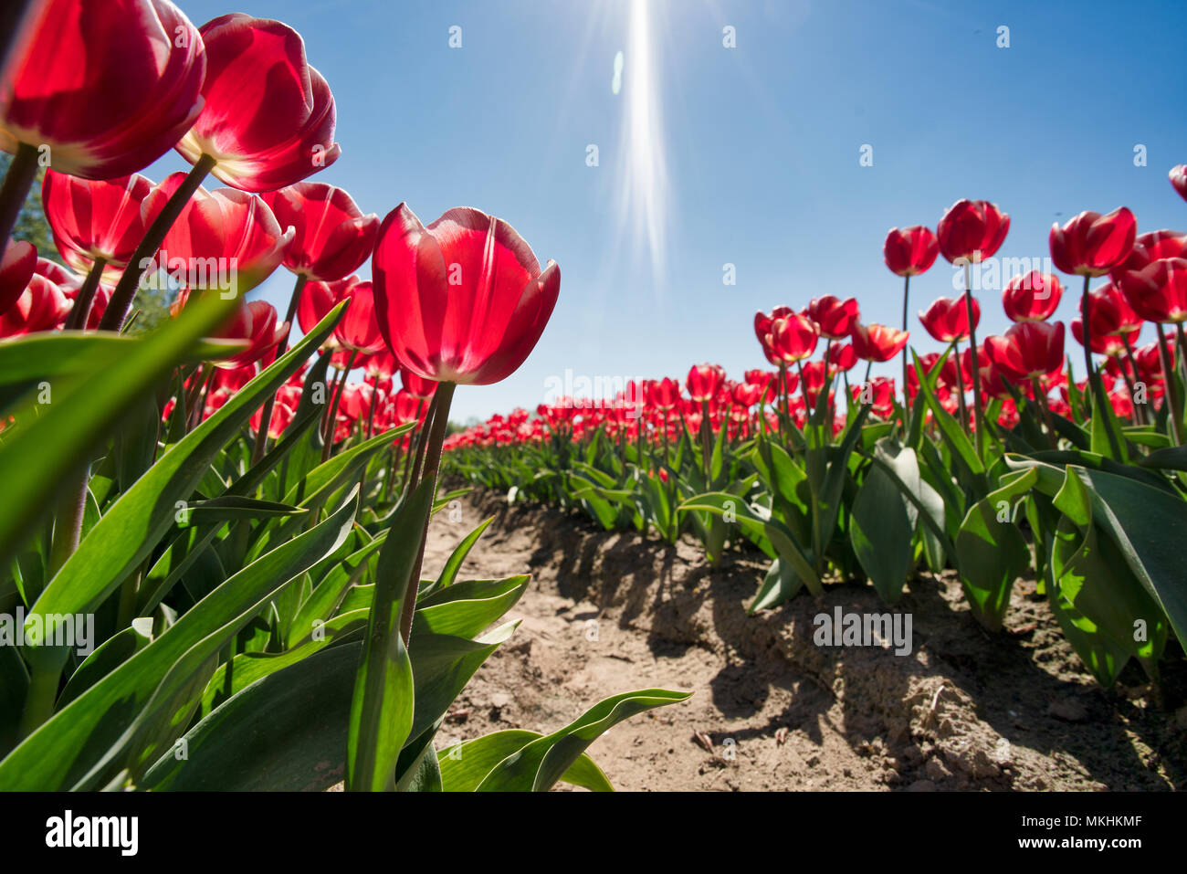 Tulip Flower Fields in Lisse & Amsterdam, The Netherlands Stock Photo