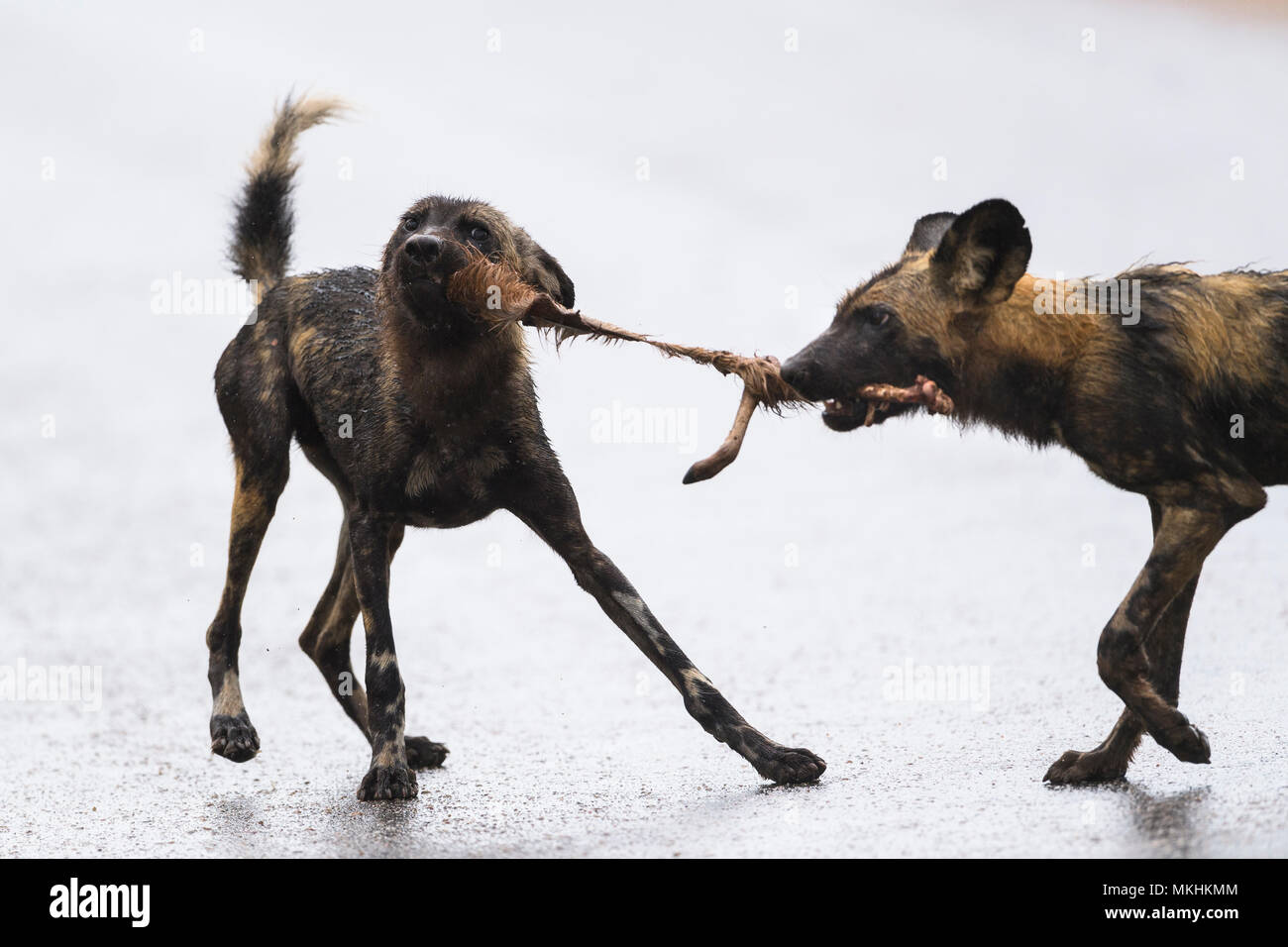 African Wild Dog sharing a prey (Lycaon pictus), South Africa, Kruger