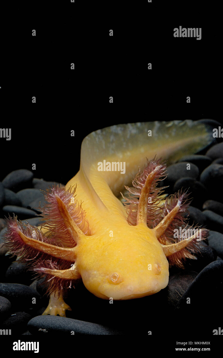 Axolotl (Ambystoma mexicanum) on black background Stock Photo