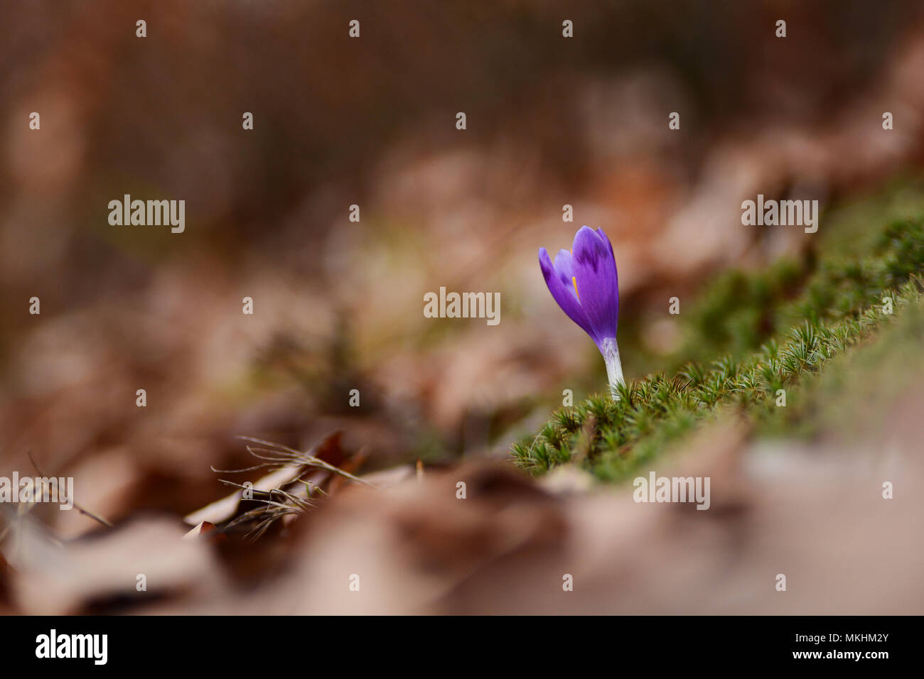 Isolated crocus flower with blurred background. Minimal. Green. Spring. Stock Photo