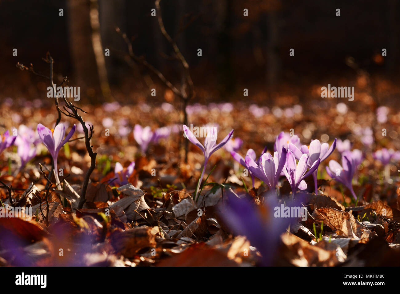 Wild field of crocus flowers in springtime. Background. Minimal. Green. Spring. Stock Photo