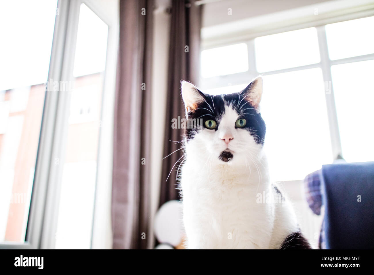 A black and white cat looking into the camera Stock Photo - Alamy