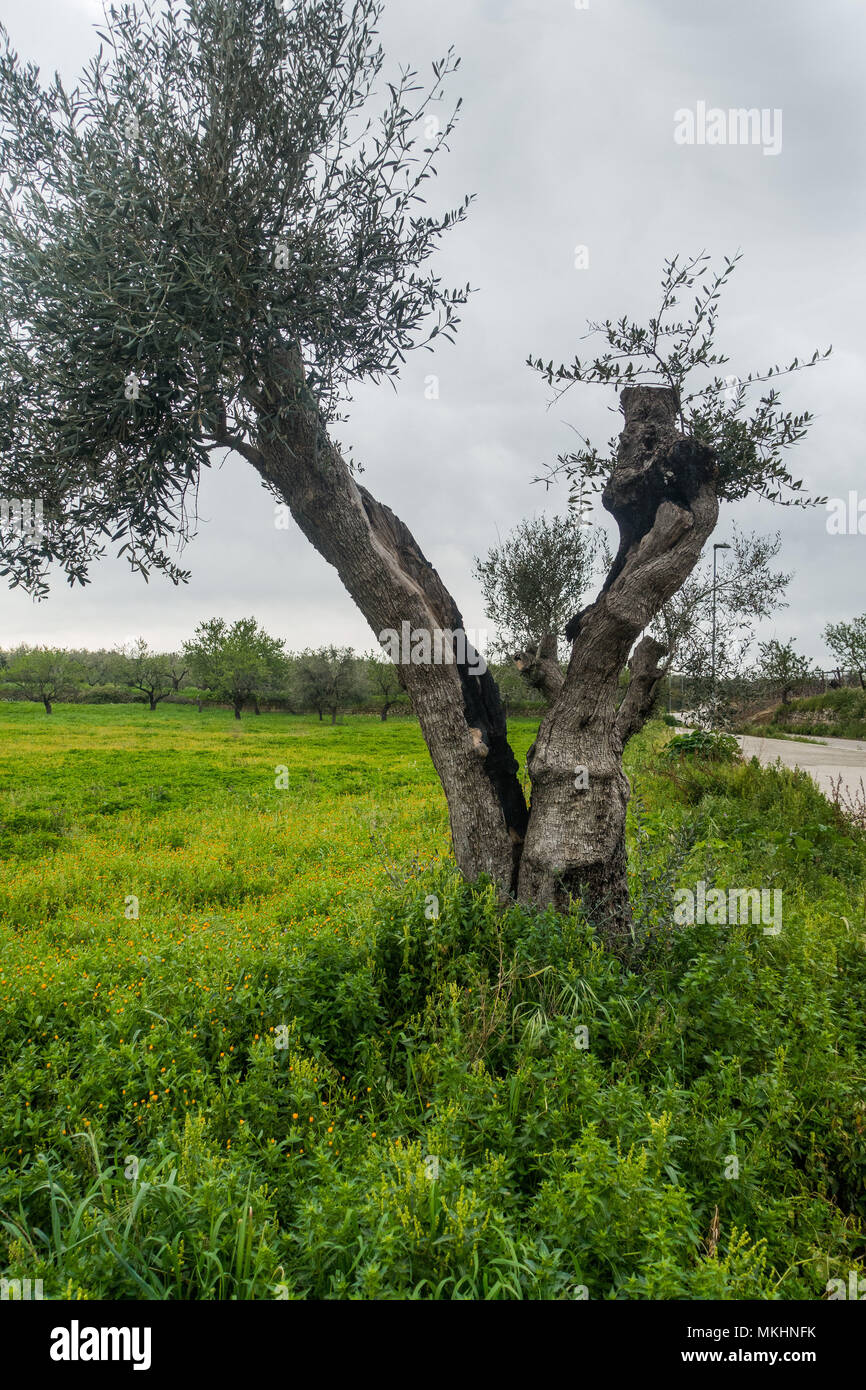 Olive tree italy hires stock photography and images Alamy