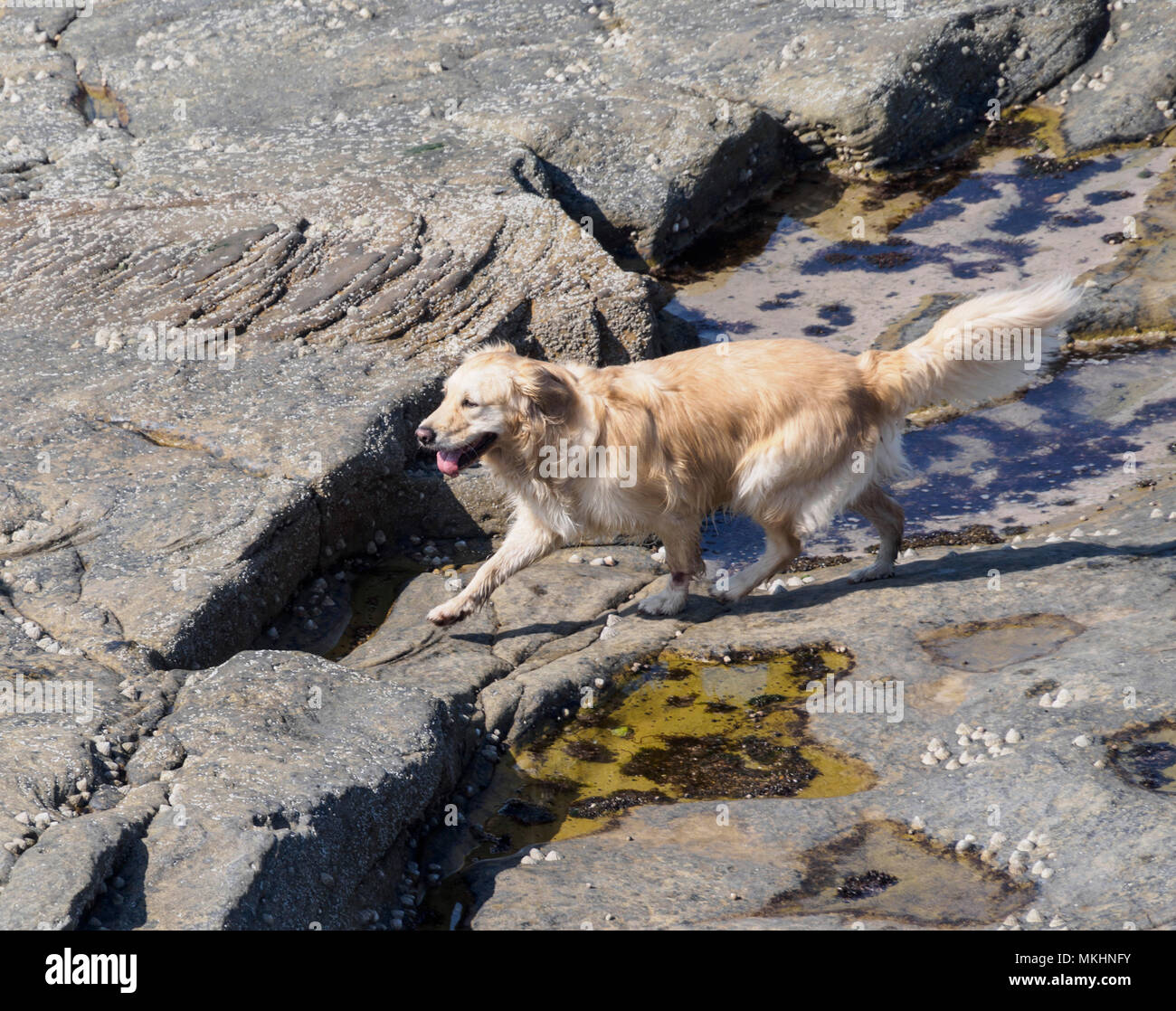 Seaton Sluice, Northumberland - Golden Retriever dog plays on the rocks. Stock Photo