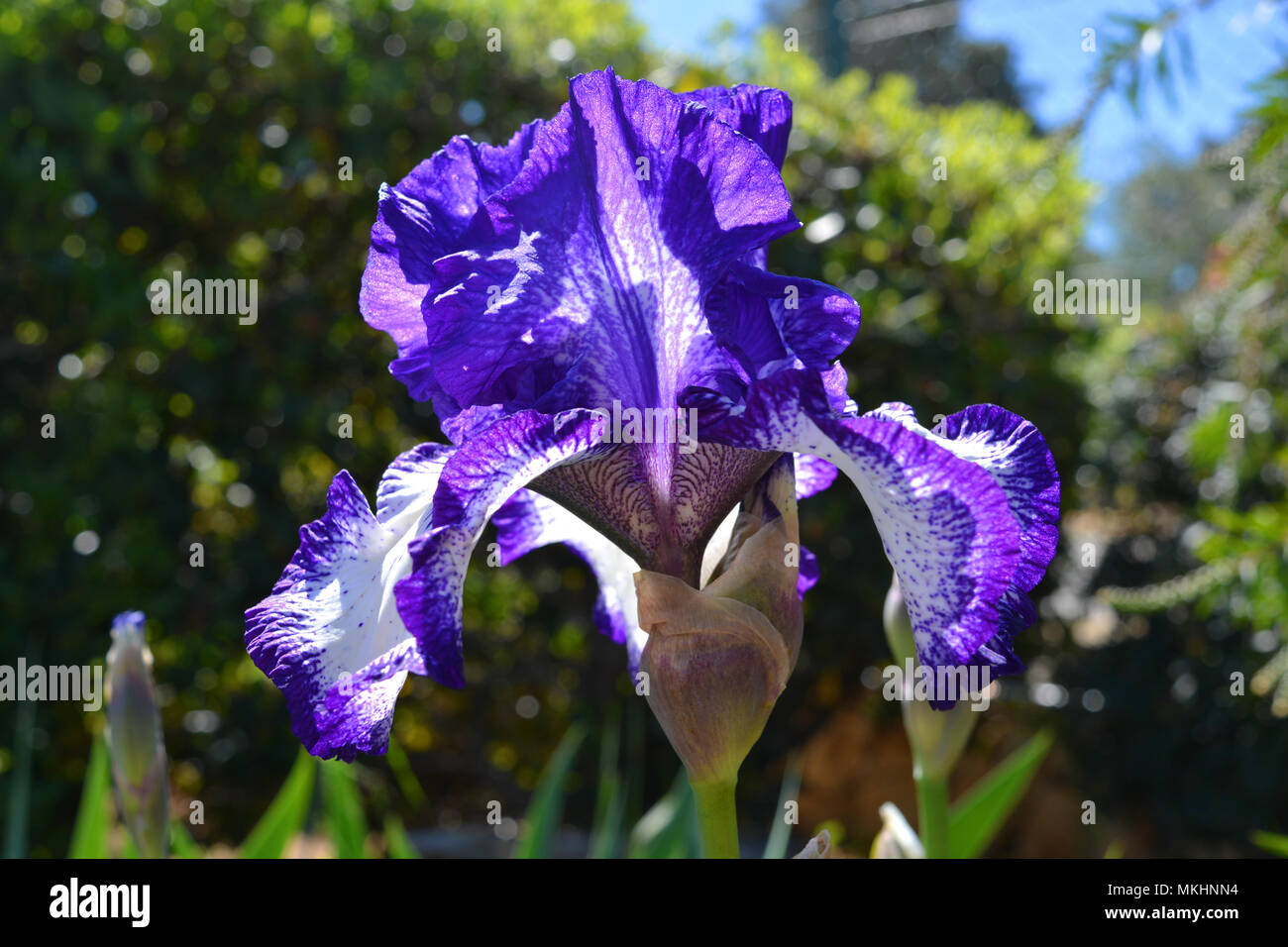 Tall Bearded Iris "Art Deco Stock Photo Alamy
