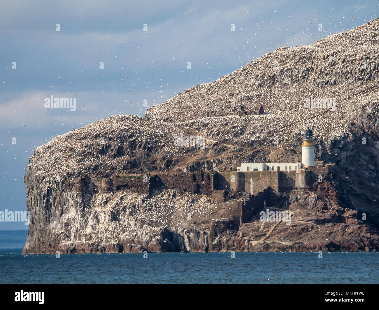 Seacliff, East Lothian, Scotland - Bass Rock with lighthouse and gannets  Stock Photo - Alamy