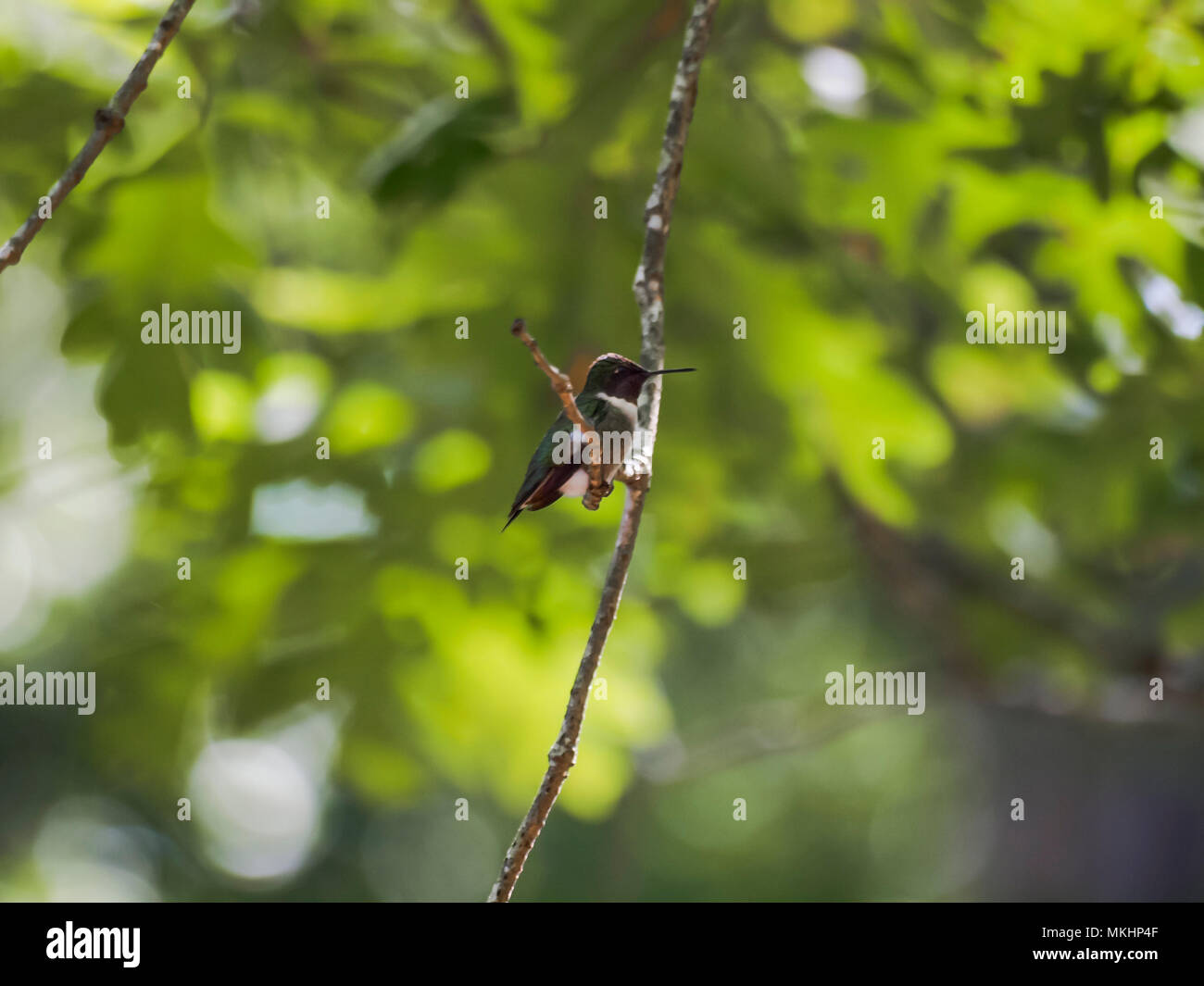 Hummmingbird on a branch. (1) - Stock Image