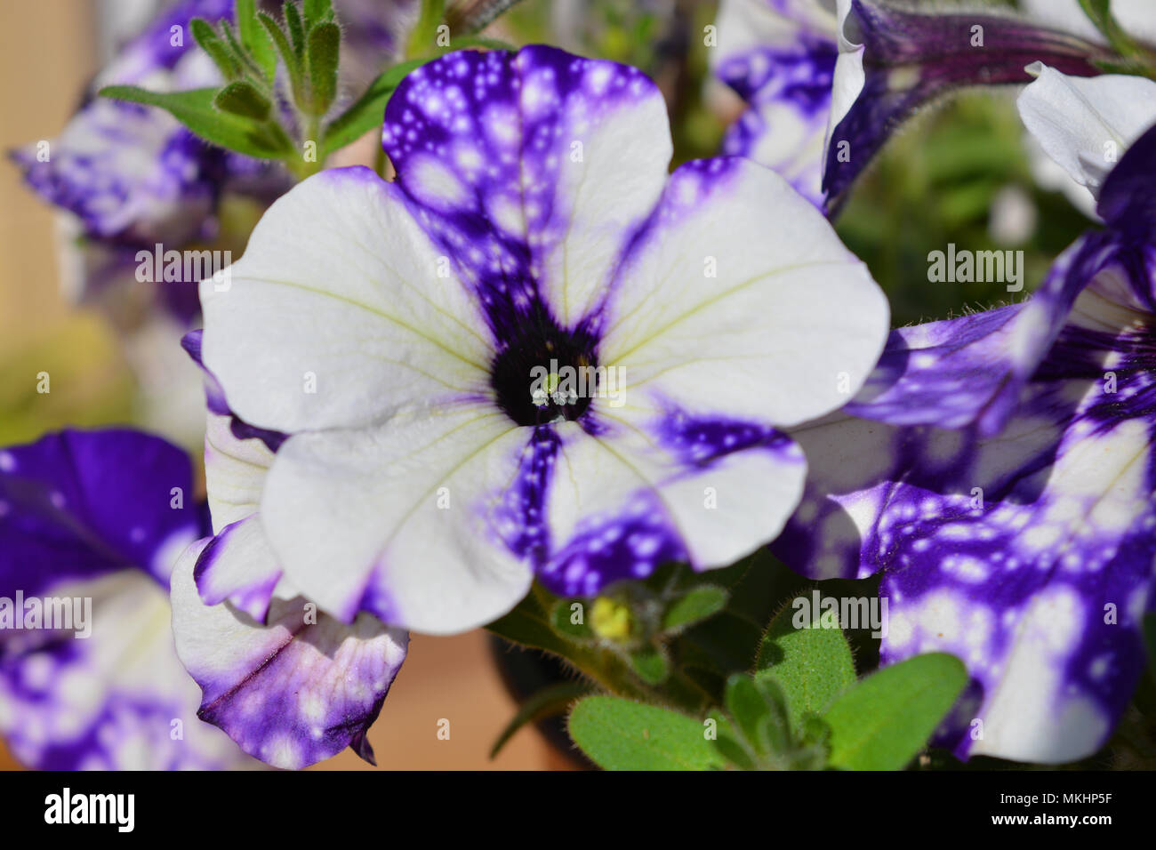 Petunia 'Night Sky', purple flowers Stock Photo