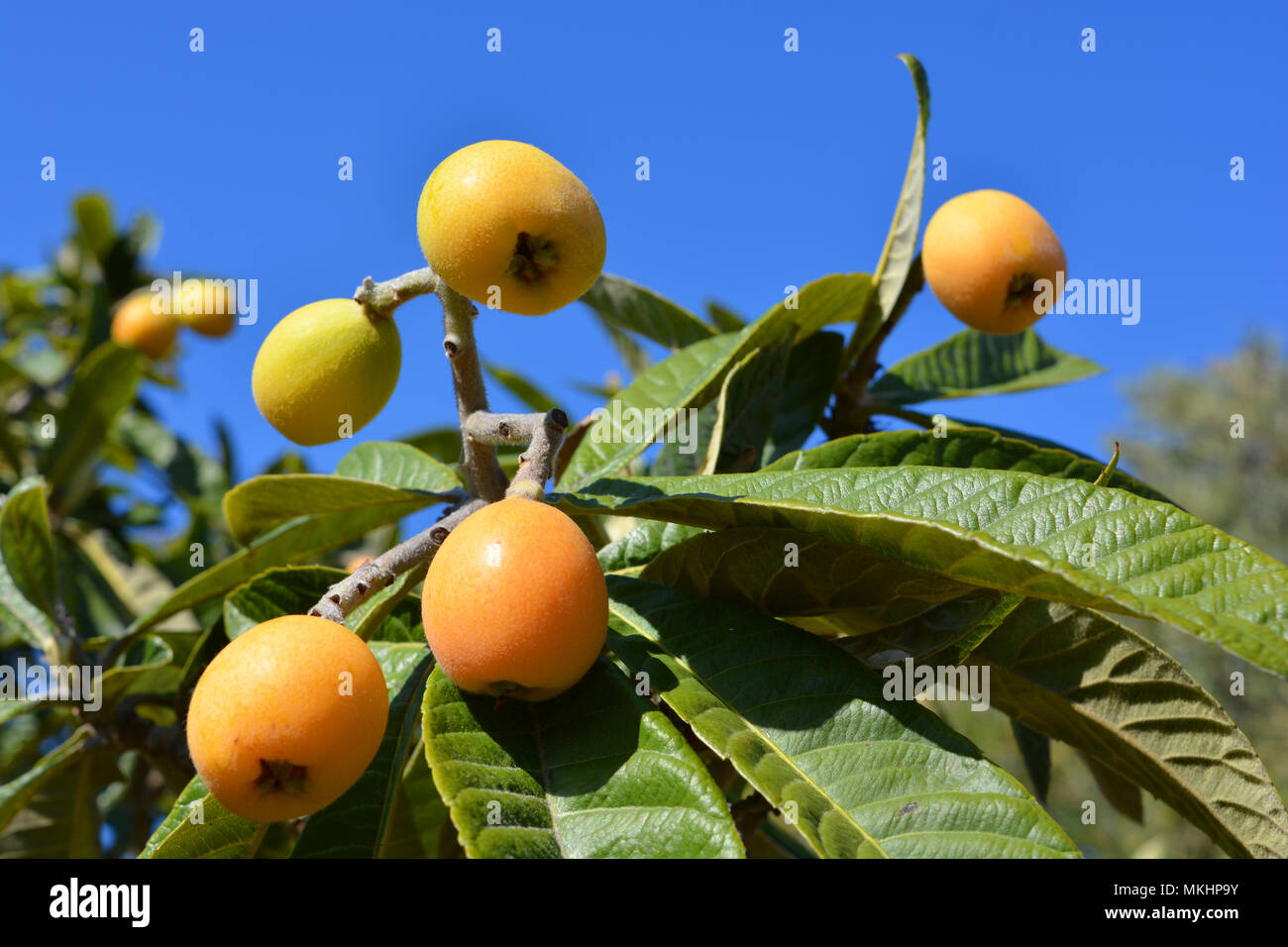 Nispero fruit ripening on the tree, also known as medlar or Japanese loquat Stock Photo