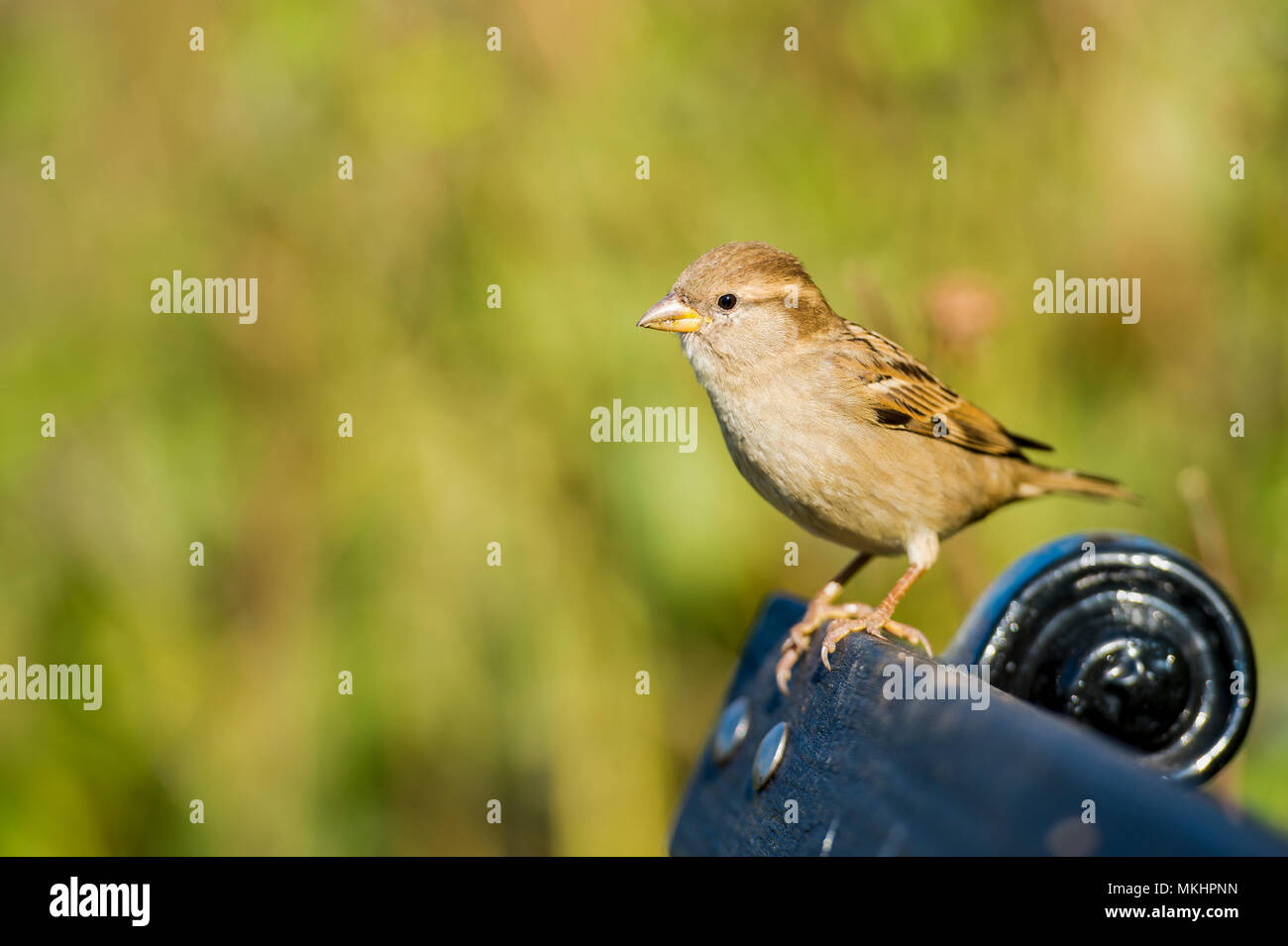 House sparrow standing on a bench in a park during the sunset. Blurred green bushes in the background Stock Photo - Alamy House sparrow standing on a bench in a park during the sunset. Blurred green bushes in the background Stock Photo - Alamy