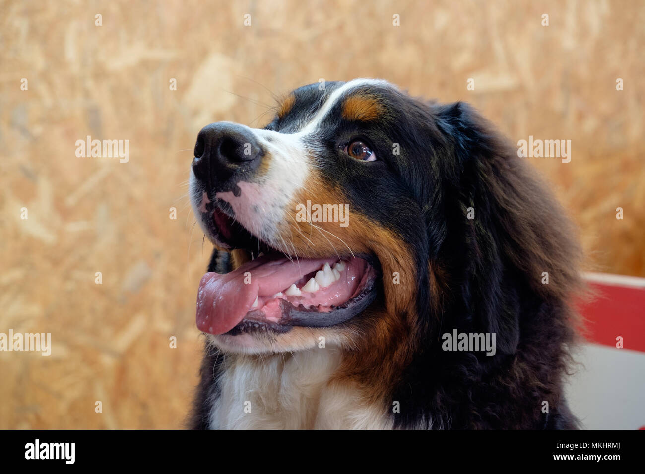 Bernese Mountain Dog Stock Photo