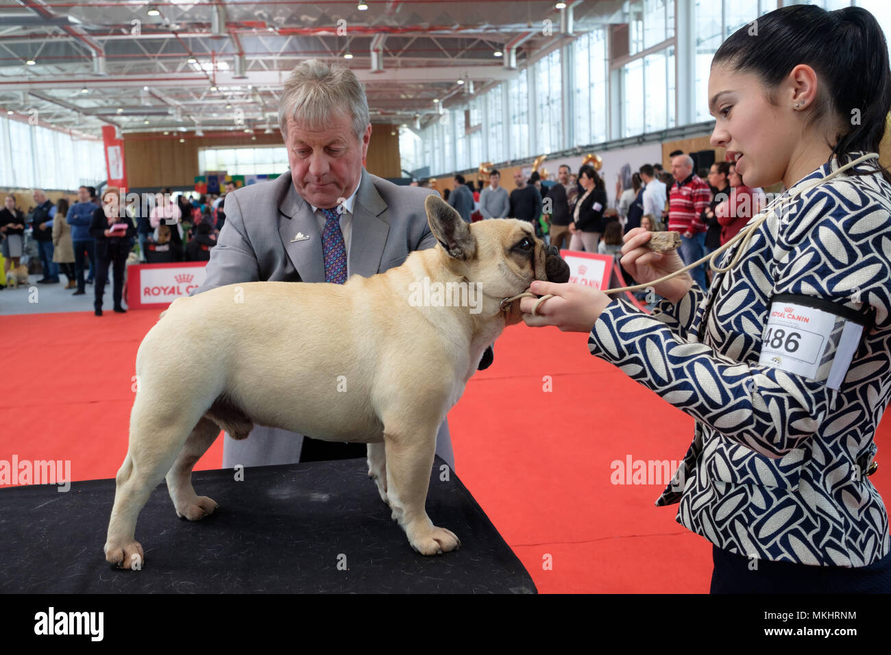 Jury member examining a French Bulldog during a dog show competition Stock Photo