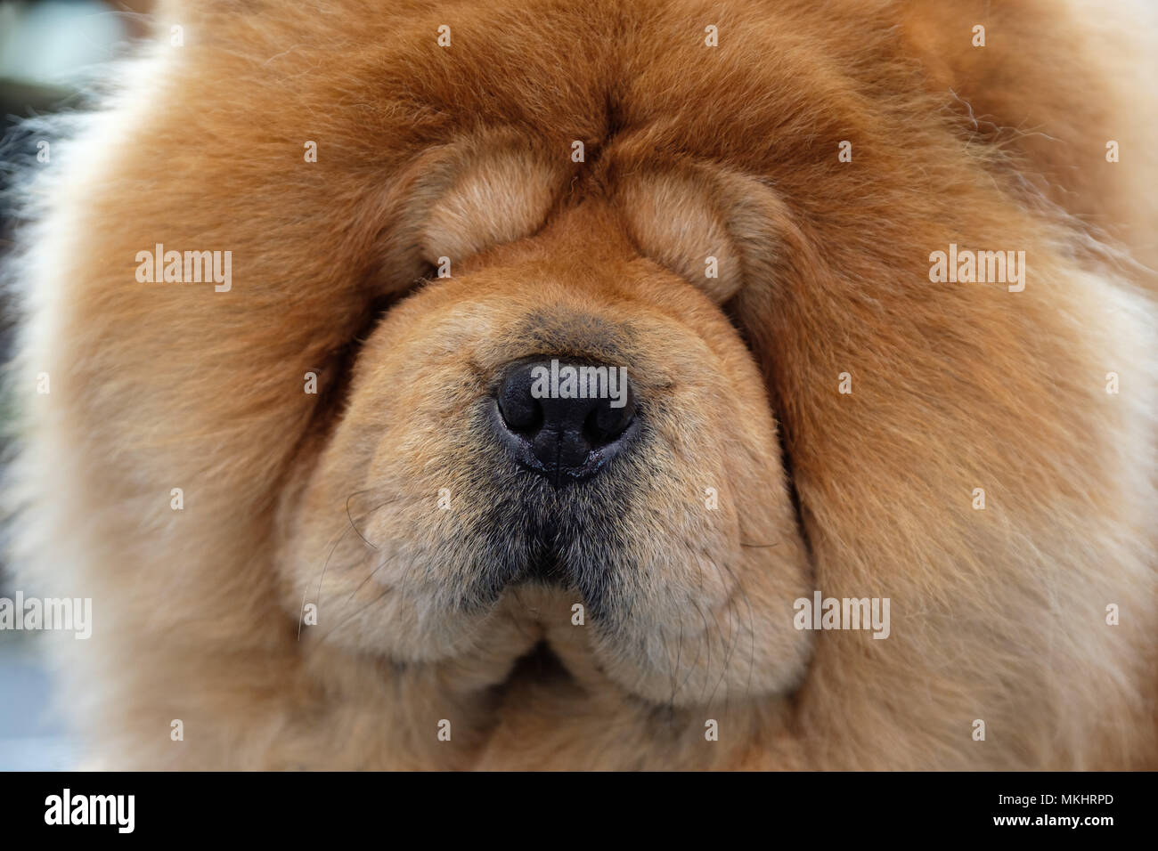 Close up of chow chow dog Stock Photo