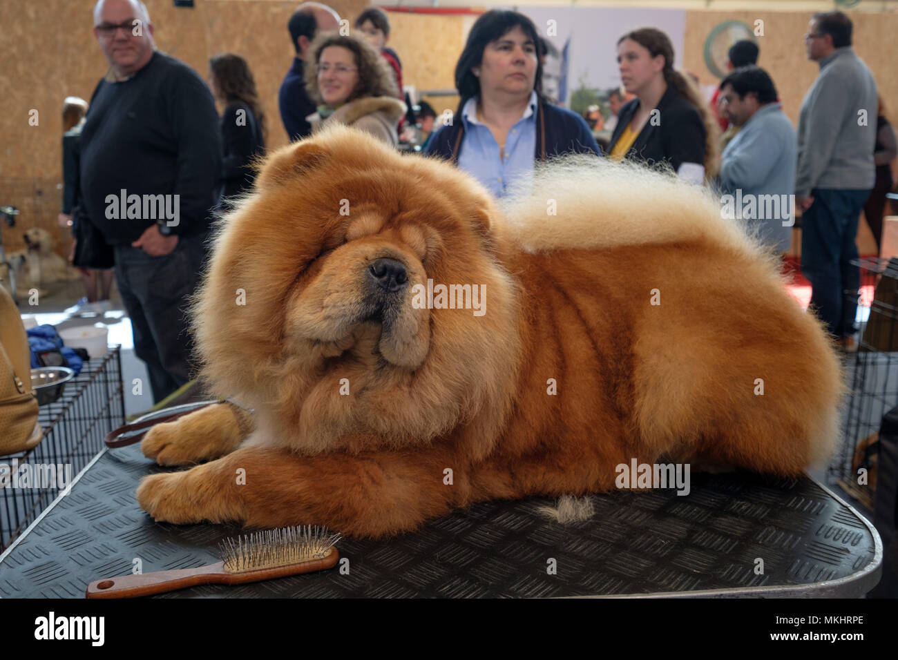 Chow Chow dog lying down during a dog show Stock Photo